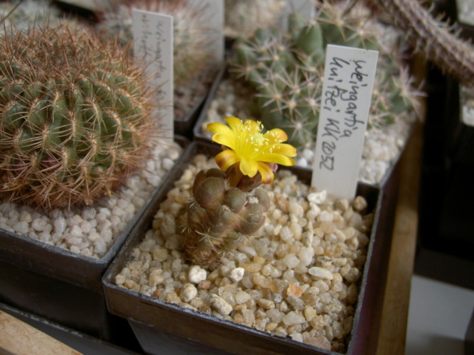 Picture of plant