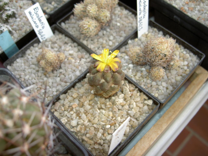 Picture of plant