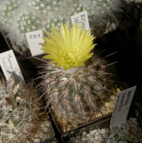 Picture of plant