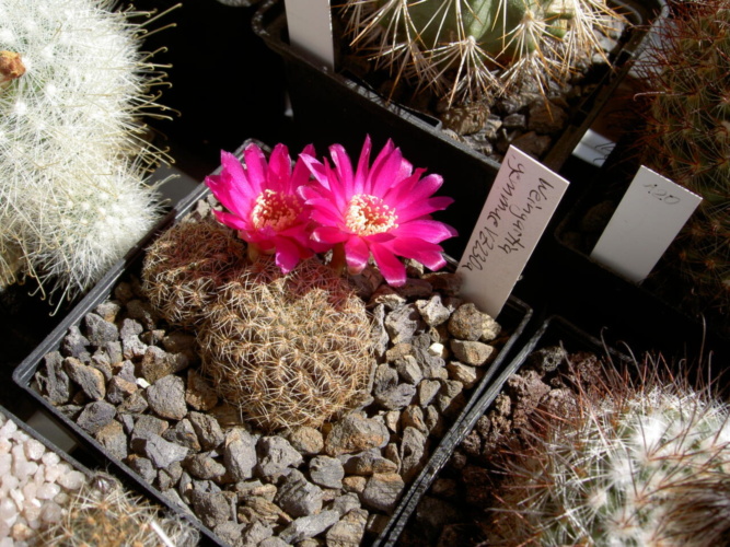 Picture of plant