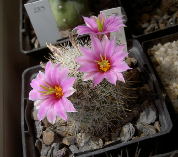 Picture of plant