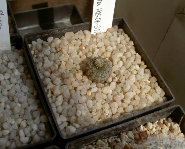 Picture of plant