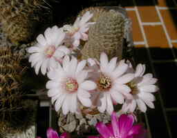 Picture