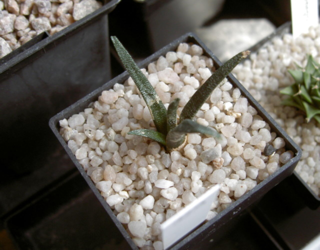 Picture of plant