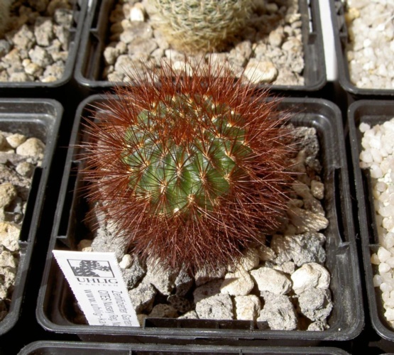 Picture of plant