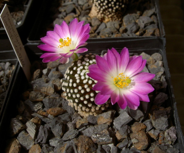 Picture of plant