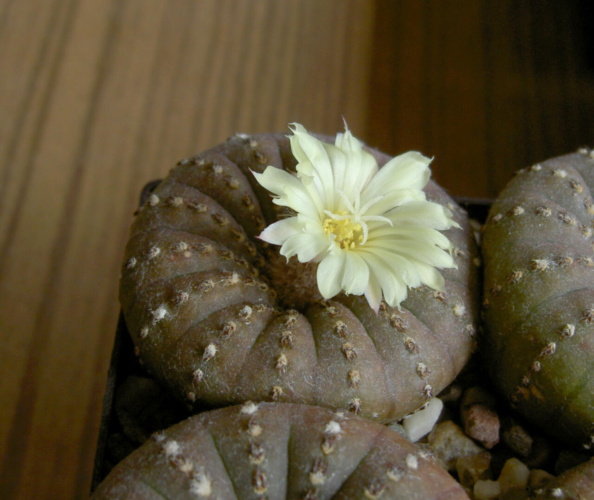 Picture of plant