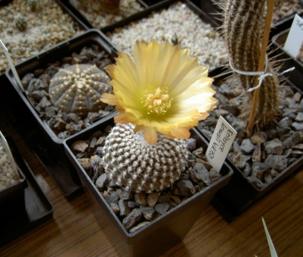 Picture of plant