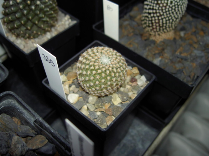 Picture of plant
