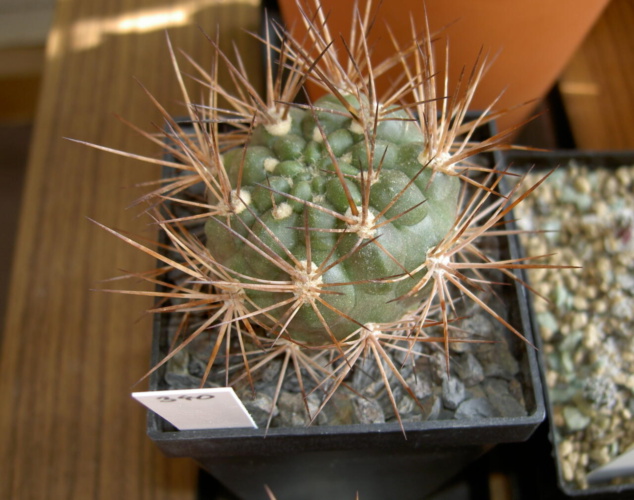 Picture of plant