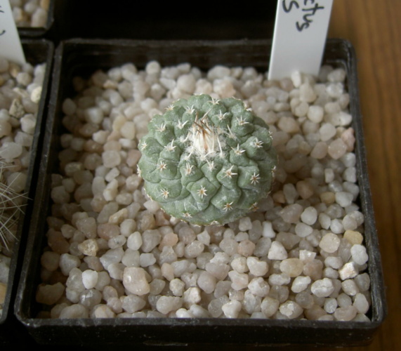 Picture of plant