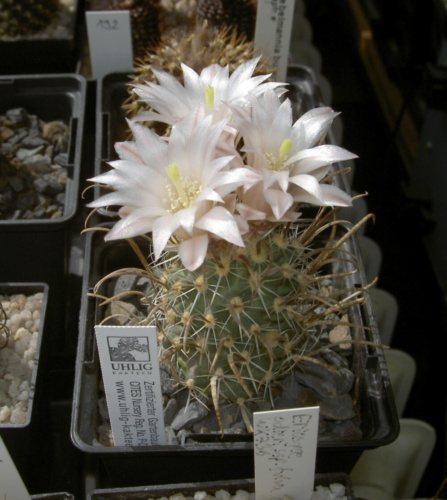 Picture of plant