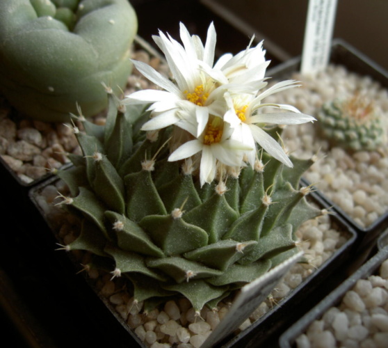 Picture of plant