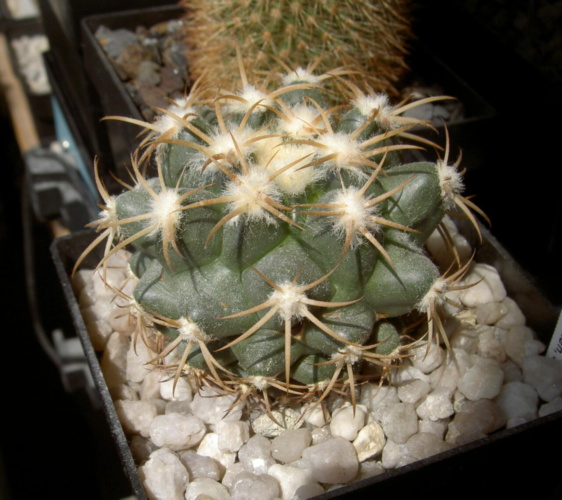 Picture of plant