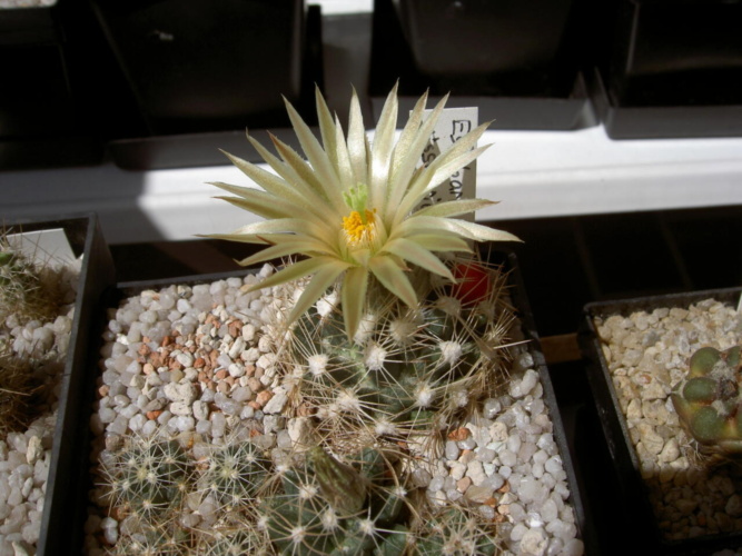 Picture of plant