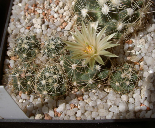 Picture of plant