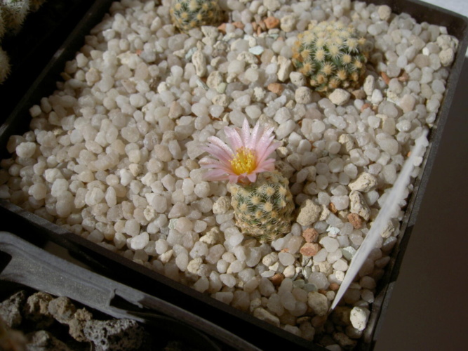 Picture of plant