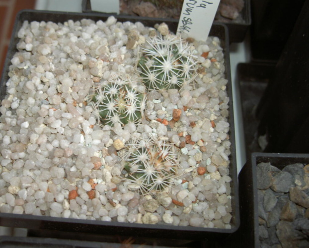 Picture of plant