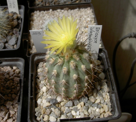 Picture of plant