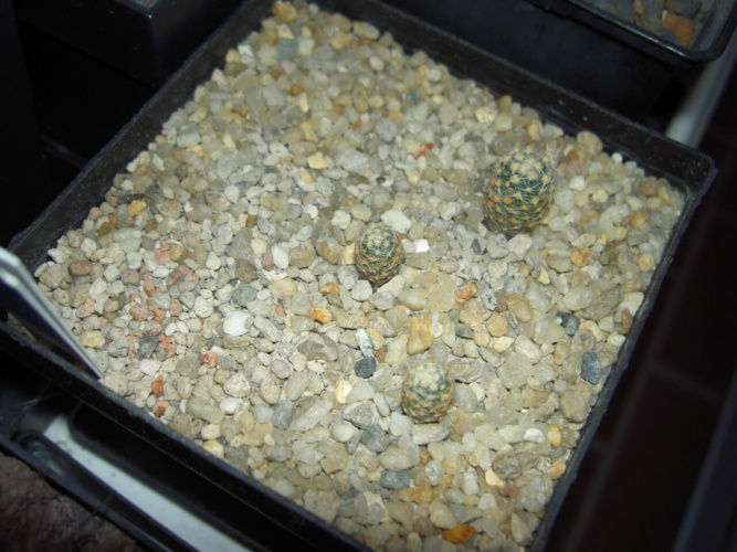 Picture of plant