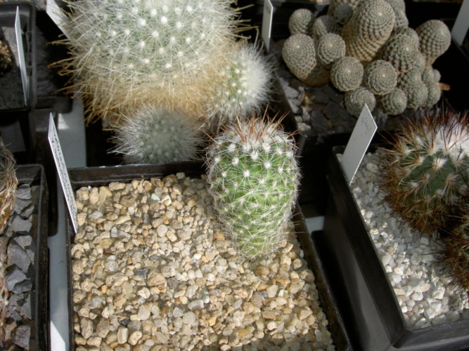 Picture of plant
