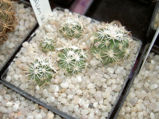 Picture of plant