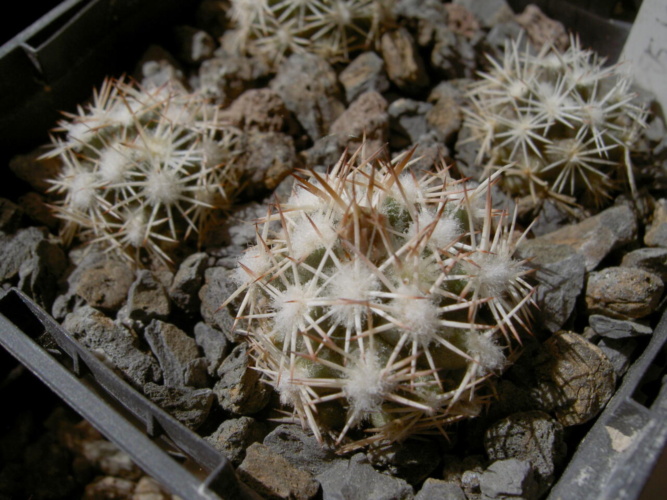 Picture of plant