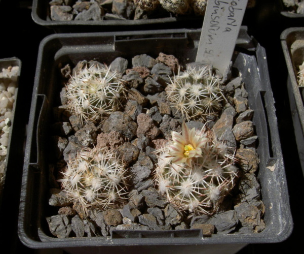 Picture of plant