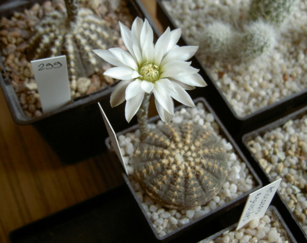 Picture of plant