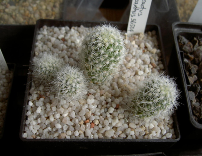 Picture of plant