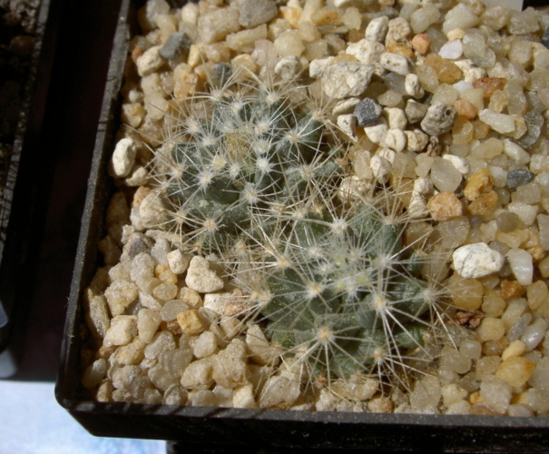 Picture of plant
