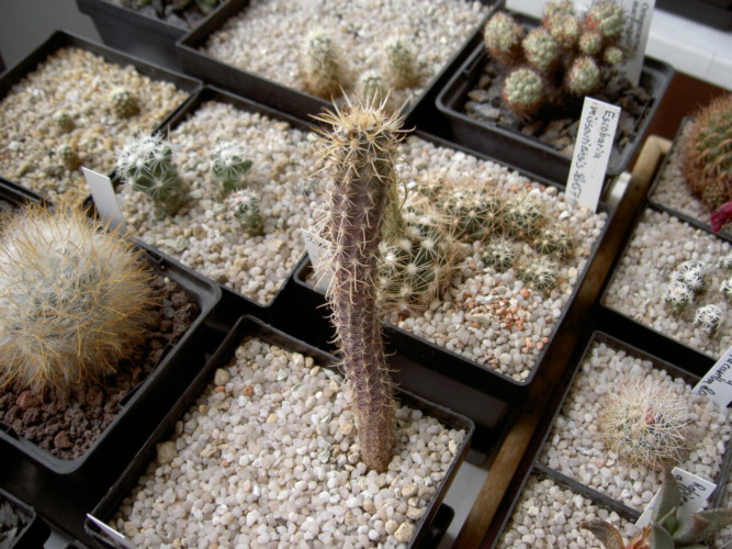 Picture of plant