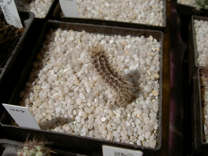 Picture of plant