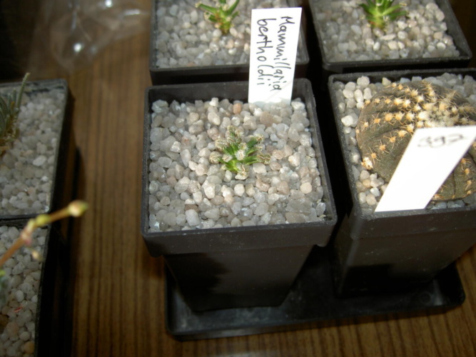 Picture of plant