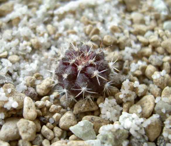 Picture of plant
