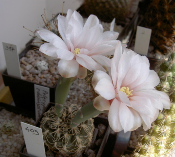 Picture of plant