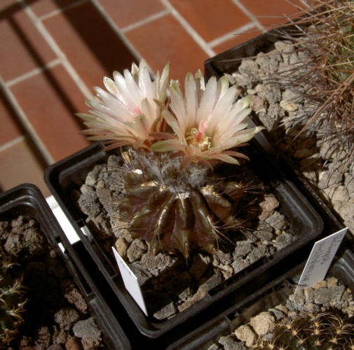 Picture of plant