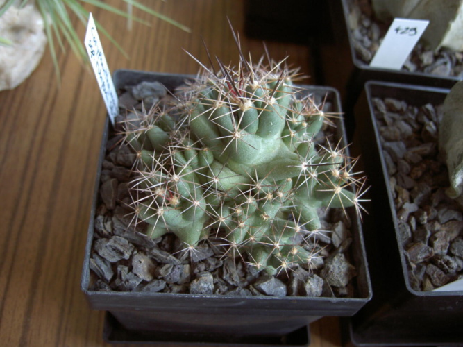 Picture of plant