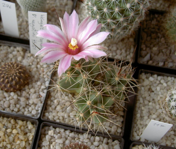 Picture of plant