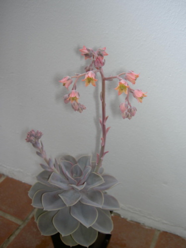 Picture of plant