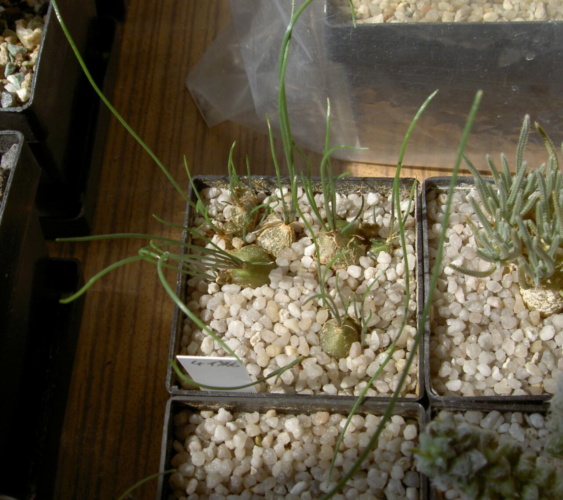 Picture of plant