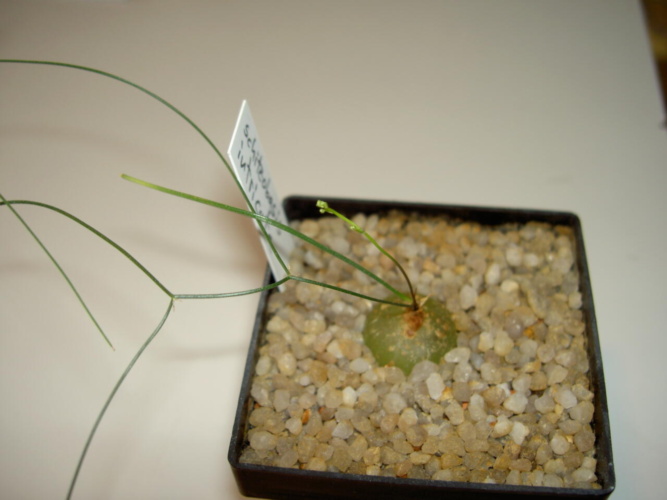 Picture of plant