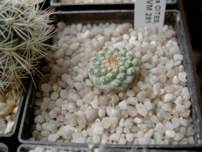 Picture of plant