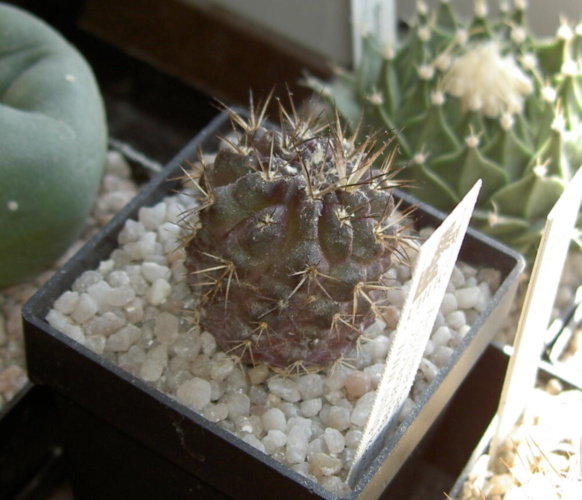 Picture of plant