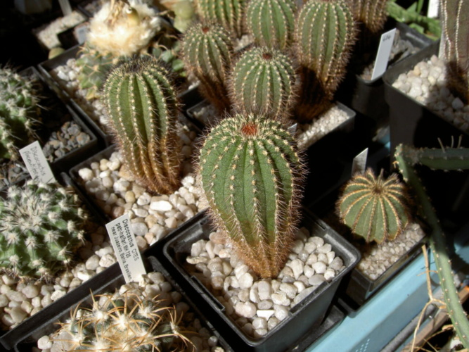 Picture of plant