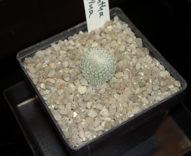 Picture of plant