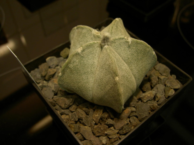 Picture of plant