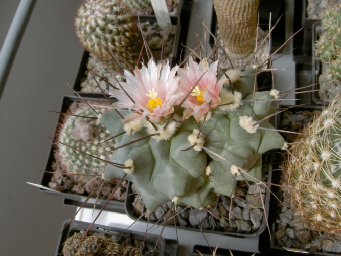 Picture of plant