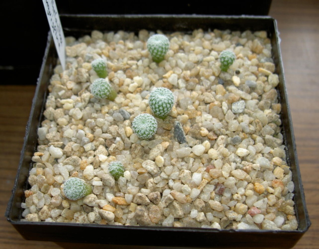 Picture of plant