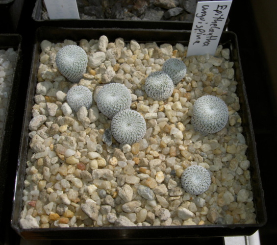 Picture of plant